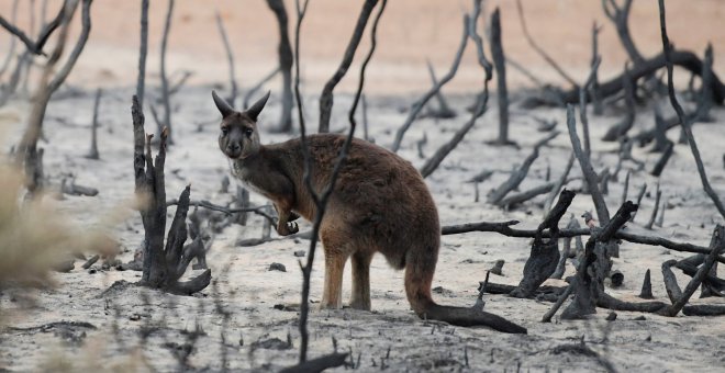 Los incendios en Australia amenazan el futuro de 327 especies protegidas de animales y plantas