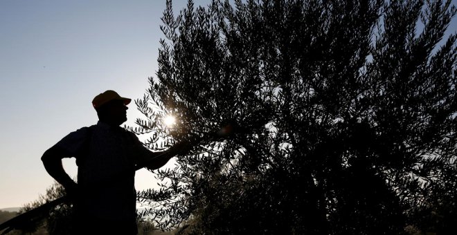 Los olivareros españoles ganan la primera batalla contra los aranceles de Trump