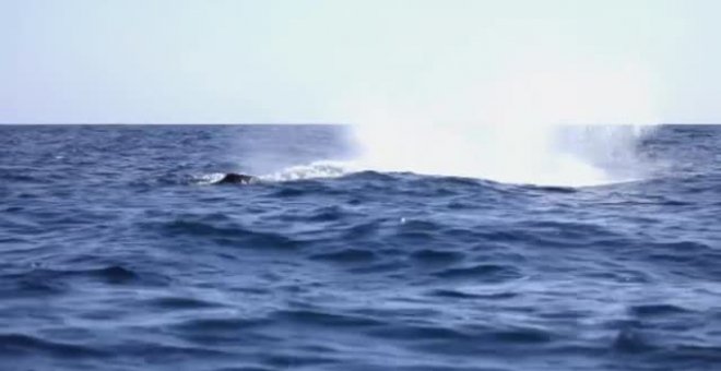 Espectaculares imágenes de un grupo de ballenas en plena migración