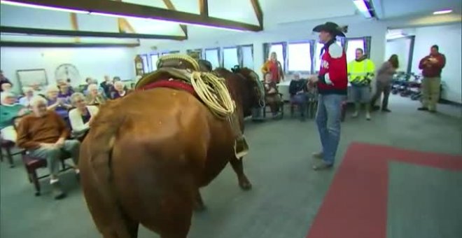 Utilizan a un toro para una terapia de la risa