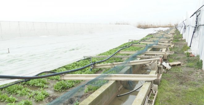 Millonarias pérdidas de los agricultores valencianos por 'Gloria'