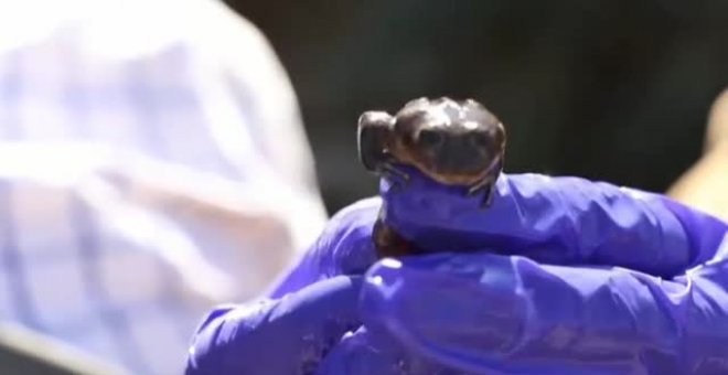 Científicos chilenos luchan por salvar a las últimas ranas del desierto