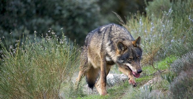 Aire Libre de febrero: el mes del lobo y las camelias