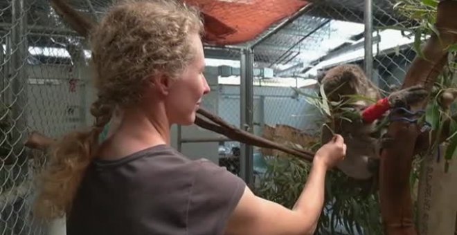 Curan a once koalas afectados por los incendios en Australia