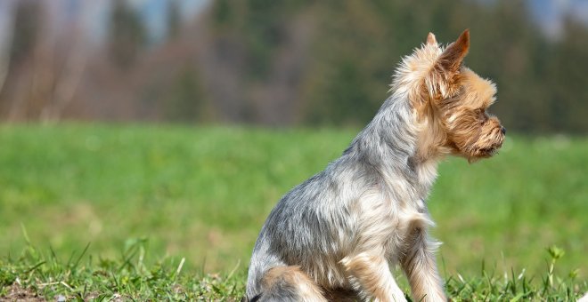 Un hombre se hace pasar por veterinario y sacrifica a un perro por 70 euros