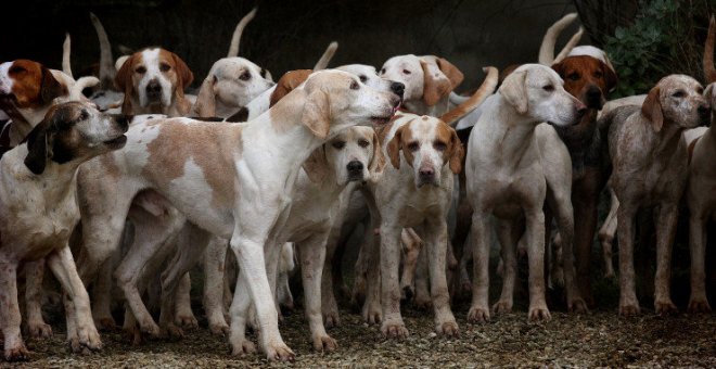La plataforma 'No a la caza' exigirá este domingo en Santander una Ley que vele por los perros de caza