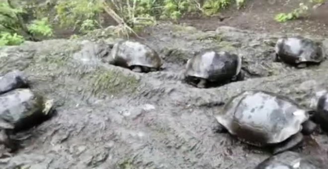 Hallan en las Islas Galápagos tortugas híbridas de dos especies consideradas extintas