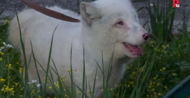 Mascotas exóticas: el zorro ártico de Sevilla se recupera