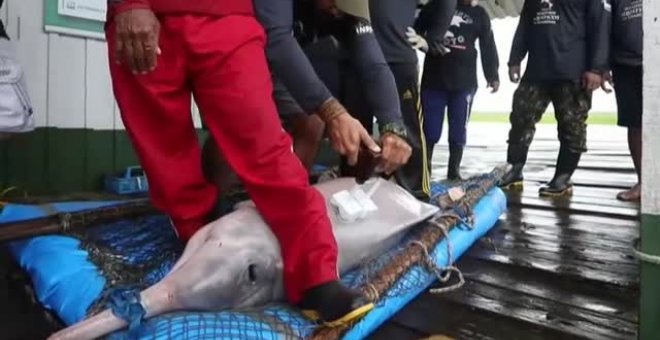 Los delfines rosados del río Amazonas vuelven a estar seriamente amenazados por la caza ilegal