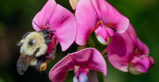 Los abejorros se extinguen al ritmo de la crisis climática
