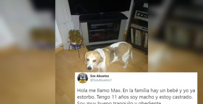 "Qué crueldad": tienen un hijo y dan en adopción a su perro tras 11 años porque "estorba"