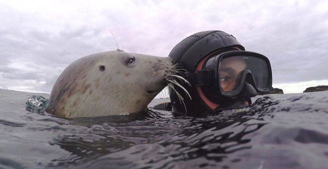 Las focas grises también se comunican con palmadas
