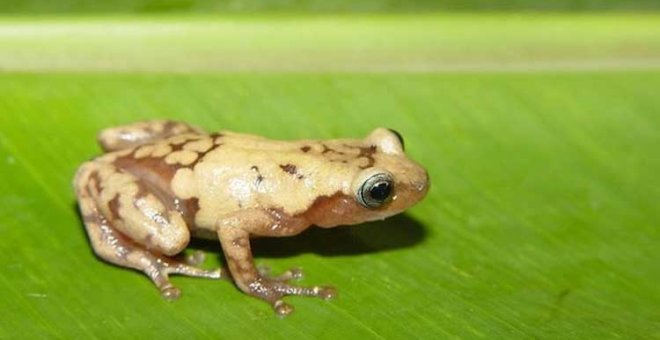 En solo cinco décadas pueden desaparecer una de cada tres especies de animales y plantas