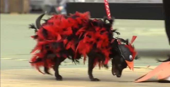 Dulces, bailarinas y Maléficas de cuento se dan cita en el Carnaval Canino 2020