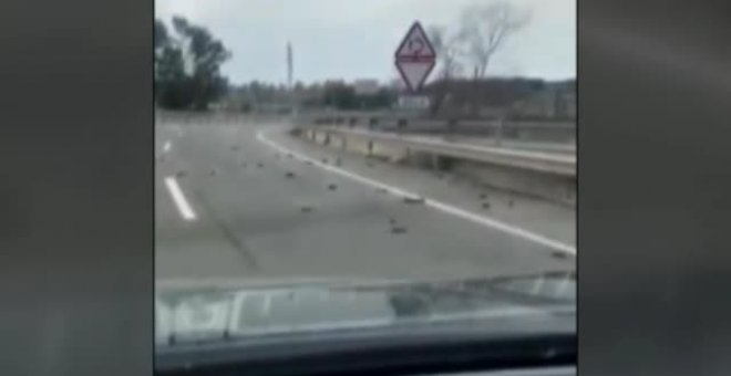 Aparecen decenas de pájaros muertos en los aledaños de la petroquímica de Tarragona