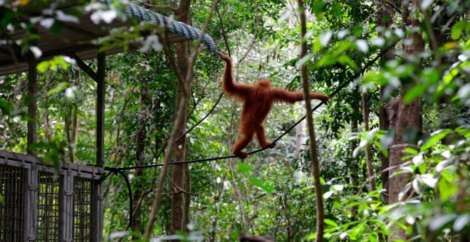 El orangután más vulnerable del mundo, amenazado por la construcción de una presa en Indonesia