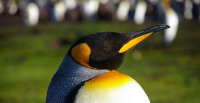 Pondus y todos esos pingüinos que salimos a buscar 'lo otro', 'lo que no'