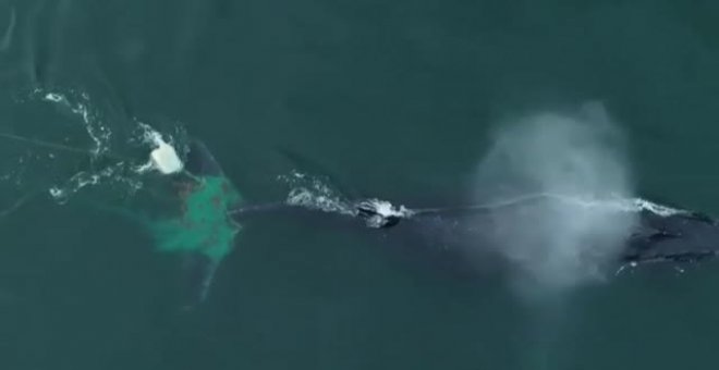 Salvan en México a una ballena jorobada atrapada en una red de pesca ilegal