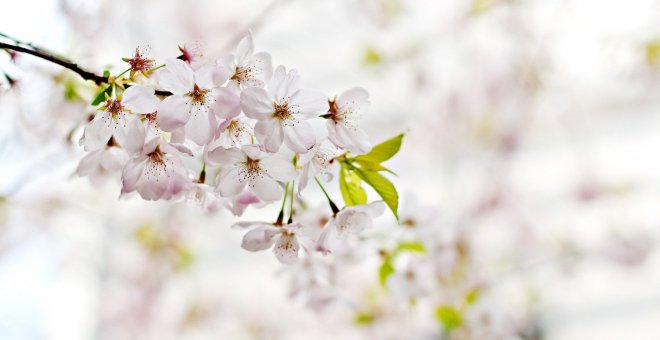 Cerezos en flor: Seis lugares en España para disfrutar de este espectáculo