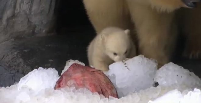 Un cachorro de oso polar, estrella indiscutible del zoo dee Copenhague