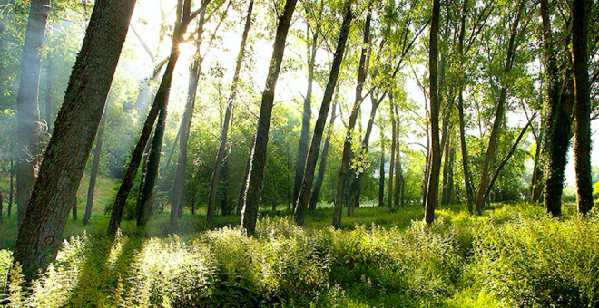 Desarrollo Rural aprueba el Plan de Aprovechamientos Forestales de los MUP para 2020, dotado con 10,6 millones