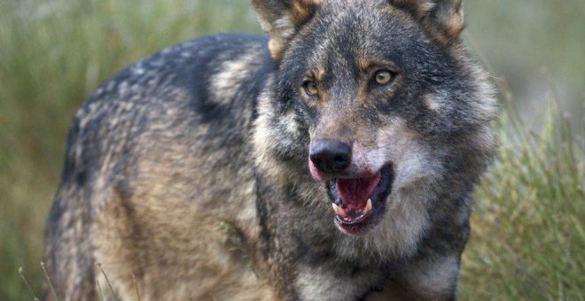 Abatidos 18 lobos en siete meses en Cantabria