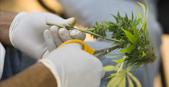 Una de las universidades más prestigiosas de España lidera el impulso al uso industrial del cannabis