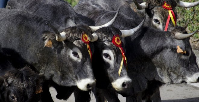 Los ganaderos cántabros podrán cobrar desde este viernes las ayudas de la PAC