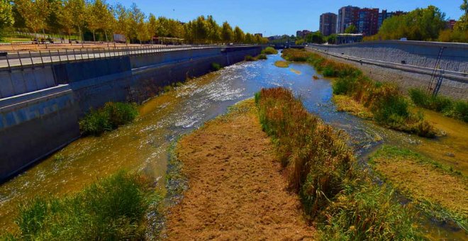 Vida sostenible - El resurgir del Manzanares: todo un éxito de la renaturalización fluvial