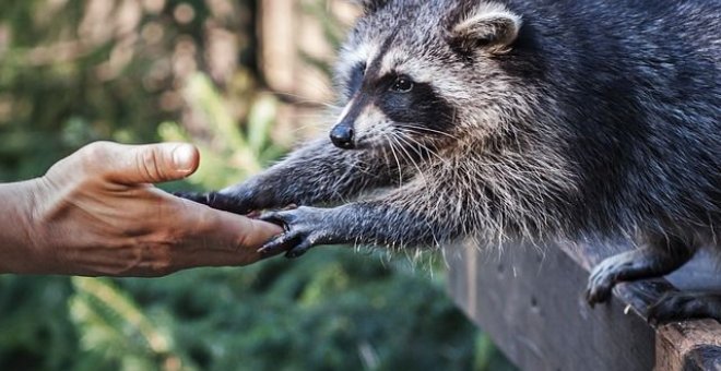 No traigáis animales de lejos, porque se mueren de pena o se hacen invasores