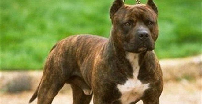 Denunciados los dueños de tres perros de razas potencialmente peligrosas por no llevar bozal