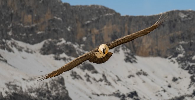 Nace el primer quebrantahuesos en Picos de Europa desde su extinción en 1956