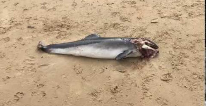 Aparece muerta una cría de delfín común en la playa de Helgueras