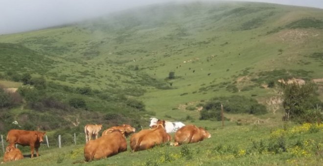 El Gobierno reanuda parcialmente la campaña de saneamiento ganadero para atender las necesidades de pasto