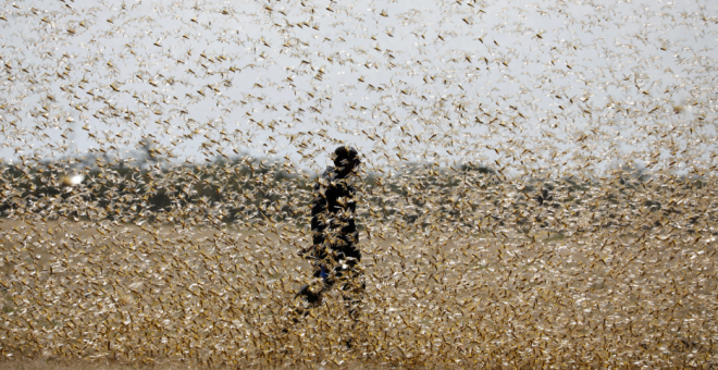 La plaga de langostas de África podría llegar a España