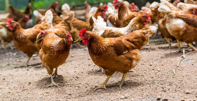 Otras miradas - Lo que las gallinas nos enseñan sobre el coronavirus y su control