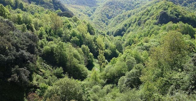 El ejemplo de un 'bosque animado' gallego