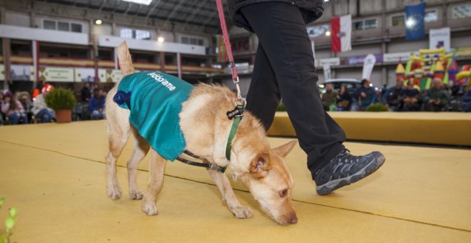 El Ayuntamiento pide el "estricto cumplimiento" de las normas sobre mascotas