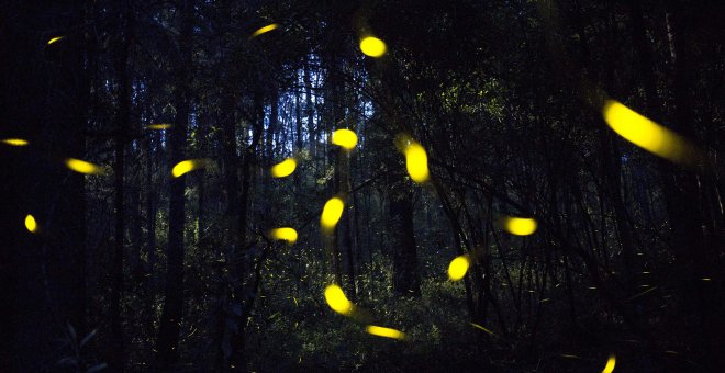 Contaminación lumínica, la peligrosa luz que amenaza la biodiversidad