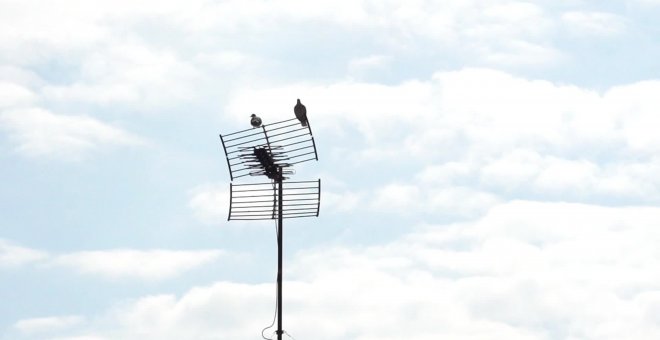 Tercer domingo de confinamiento escuchando el sonido de los pájaros