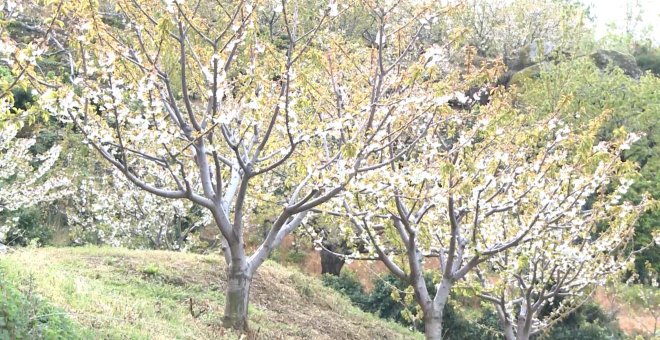 La cancelación de las fiestas del cerezo en flor daña a hosteleros