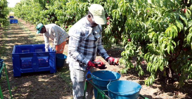 Els agricultors denuncien falta de mà d’obra per començar a recollir fruita