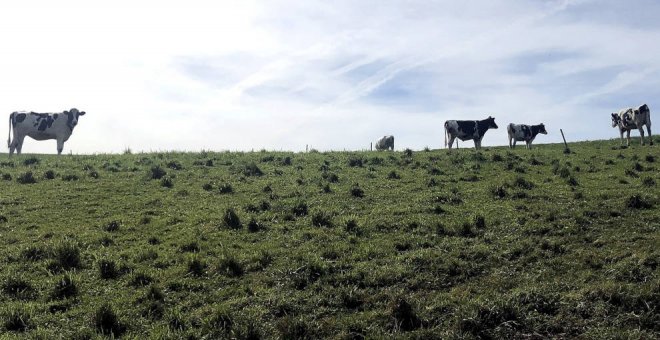 Cantabria abona más de 6,3 millones de euros en ayudas a 1.151 ganaderos