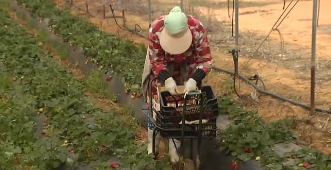 Parados e inmigrantes para recoger las cosechas