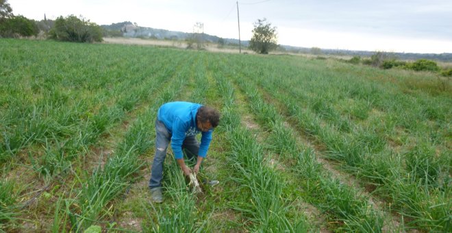 Els productors de calçots donen per acabada una temporada que es preveia de rècord