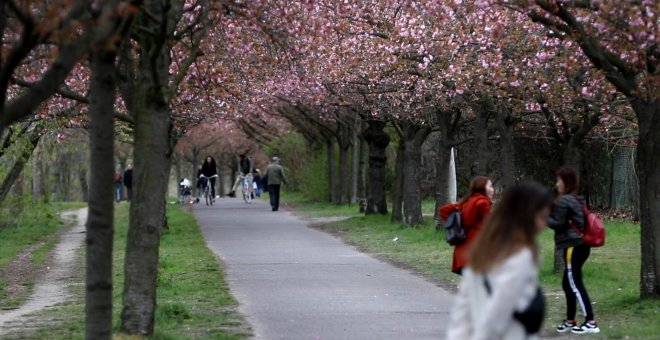 La avenida más larga de cerezos en flor en Berlín