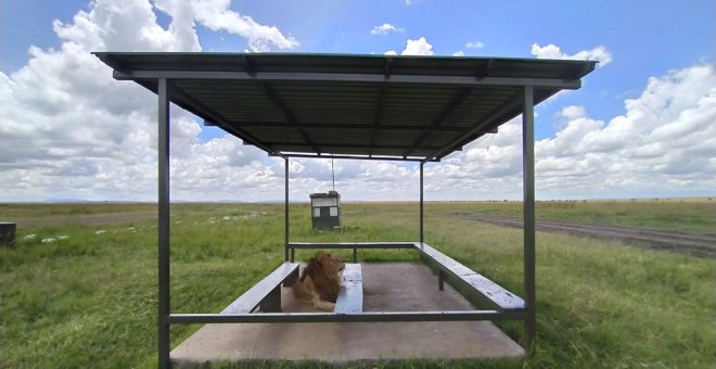 Un león africano toma el aeropuerto de Masái Mara, Kenia