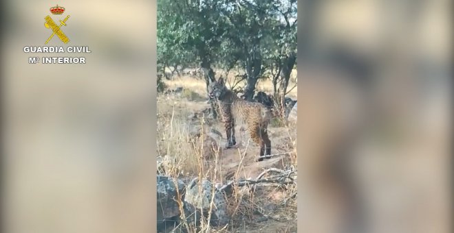 Un lince ibérico en Badajoz