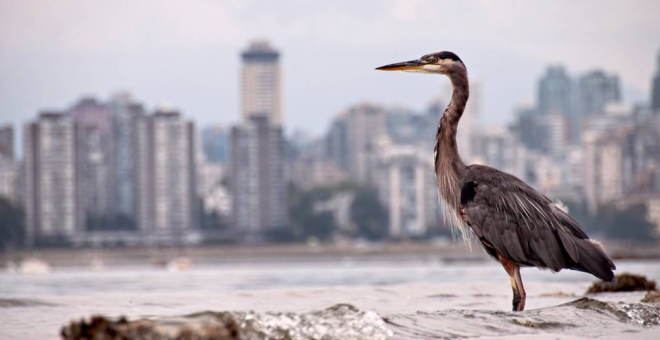 El confinamiento transforma las ciudades en un oasis efímero para los animales