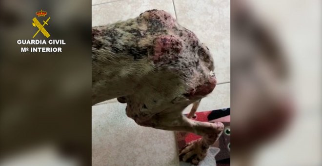 Guardia Civil investiga a un hombre por tener a un perro desnutrido